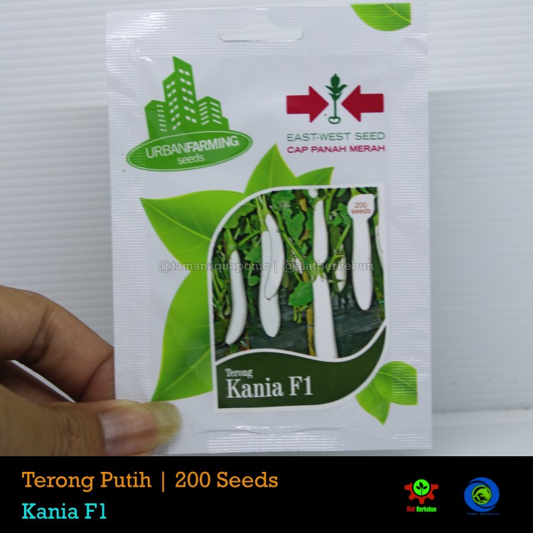 Benih Terong Putih Cap Panah Merah Original