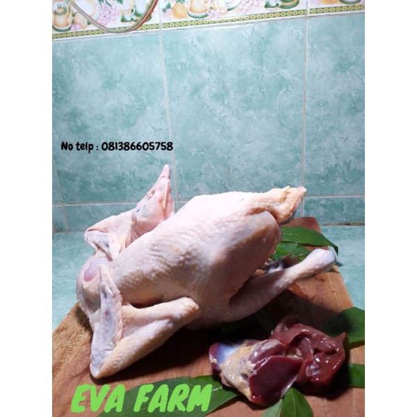 

Ayam Kampung Fresh