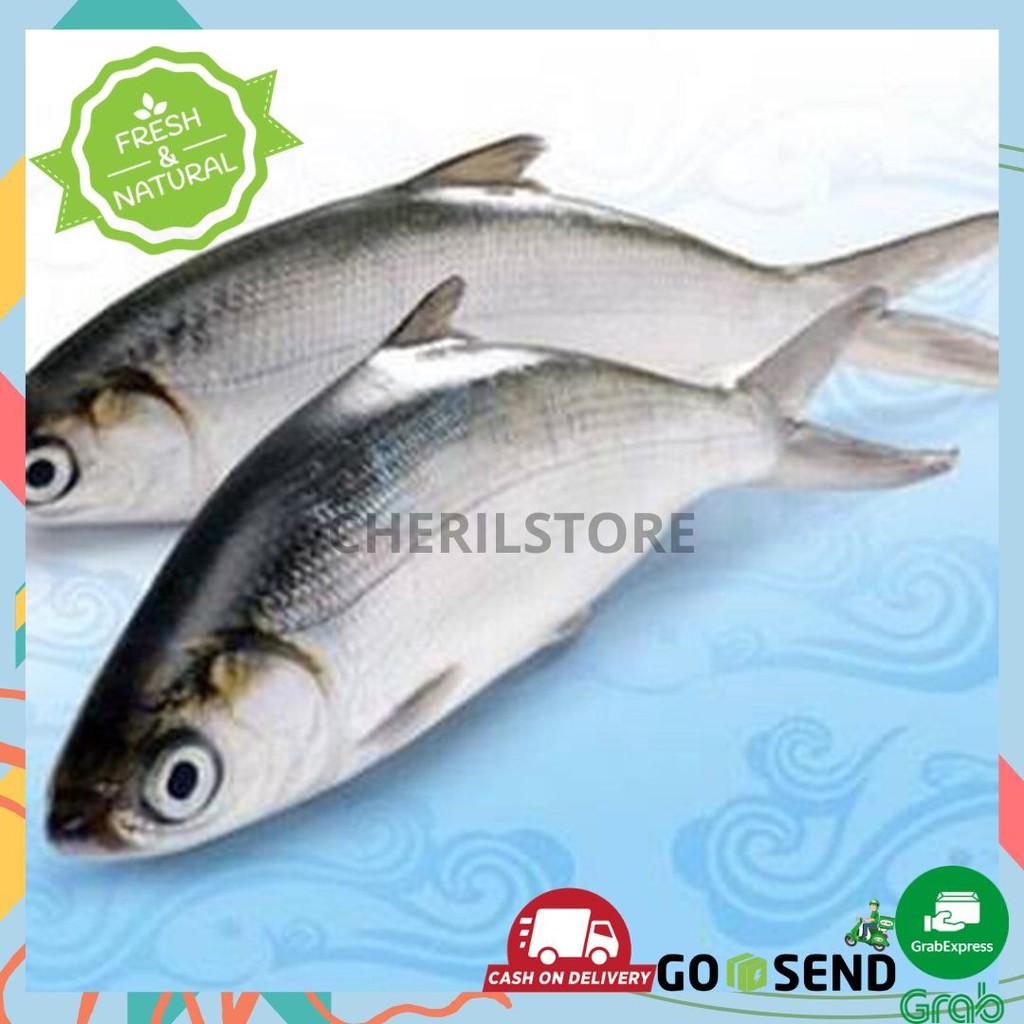 IKAN BANDENG FRESH 1 KG