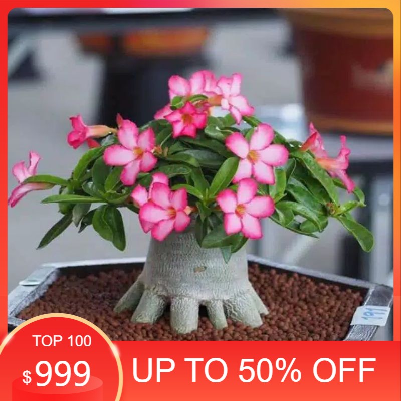 

Bibit adenium bonggol besar bahan bonsai kamboja jepang