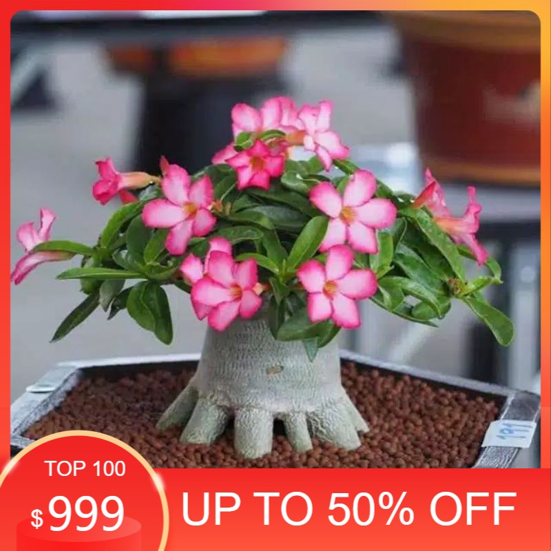 Bibit adenium bonggol besar bahan bonsai kamboja jepang