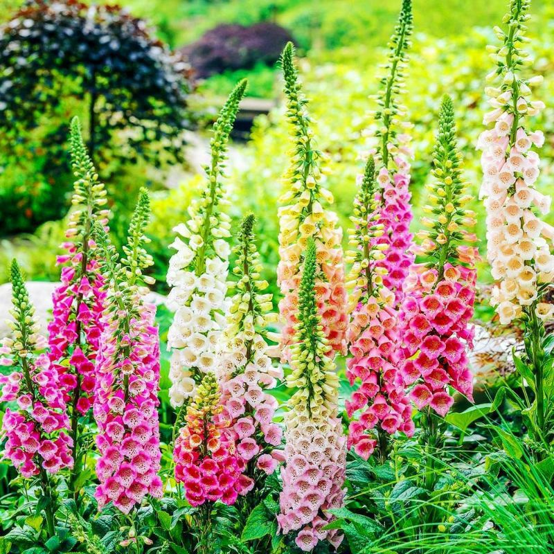 Benih BUNGA FOXGLOVE MIXED digitalis bibit tanaman hias isi 5 biji