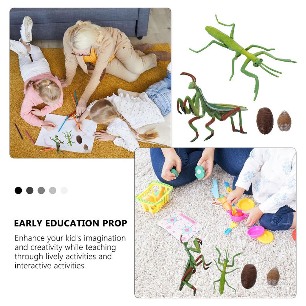 Agustina Life Cycle Figure Science Anak Ornamen Cycle Pertumbuhan Realistis Mainan Anak Edukasi Dini Biologi Cycle Mantis Figurine