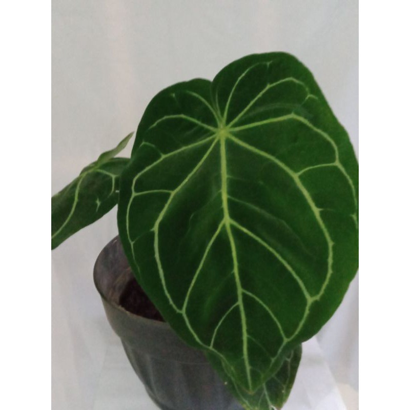 Tanaman Hias Anthurium KG Magnificum Oryginal batang kotak