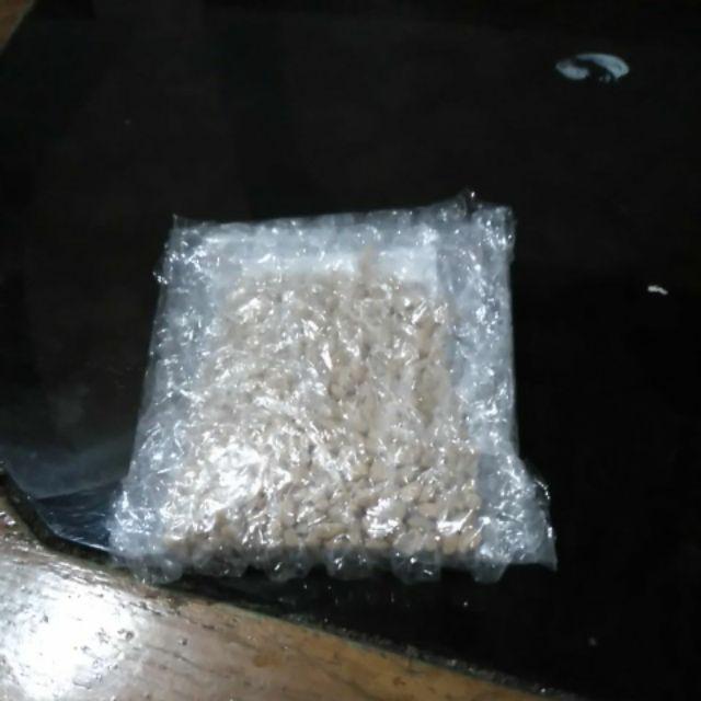 Berisi 500 Biji Benih Bonsai Kawista Batu / Kawista Kerikil Siap Semai