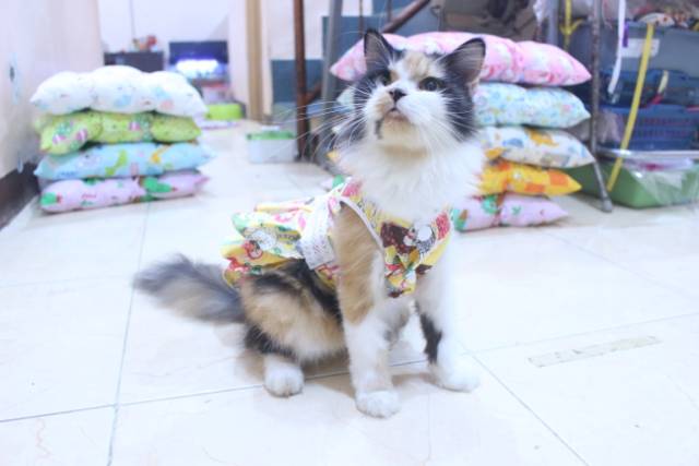 Dress kuning motif gambar kucing lucu untuk kucing dan anjing / baju kucing murah size S M L XL