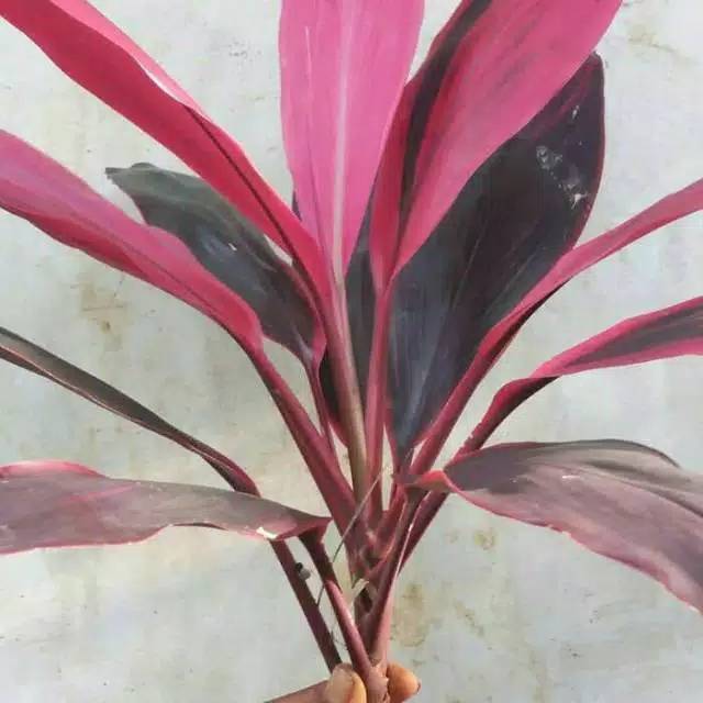 

Daun andong segar pres 1 lembar