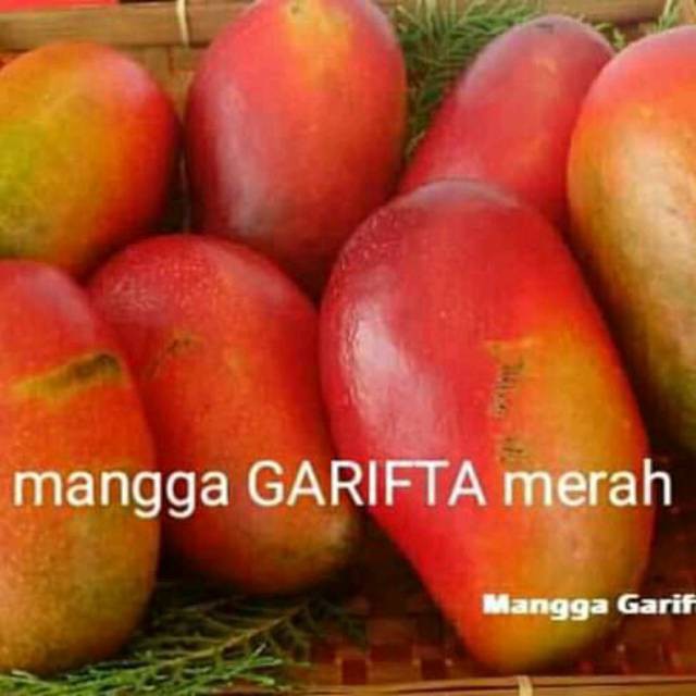 

Bibit mangga garifta merah