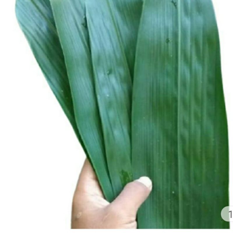 

Daun bambu super/kg