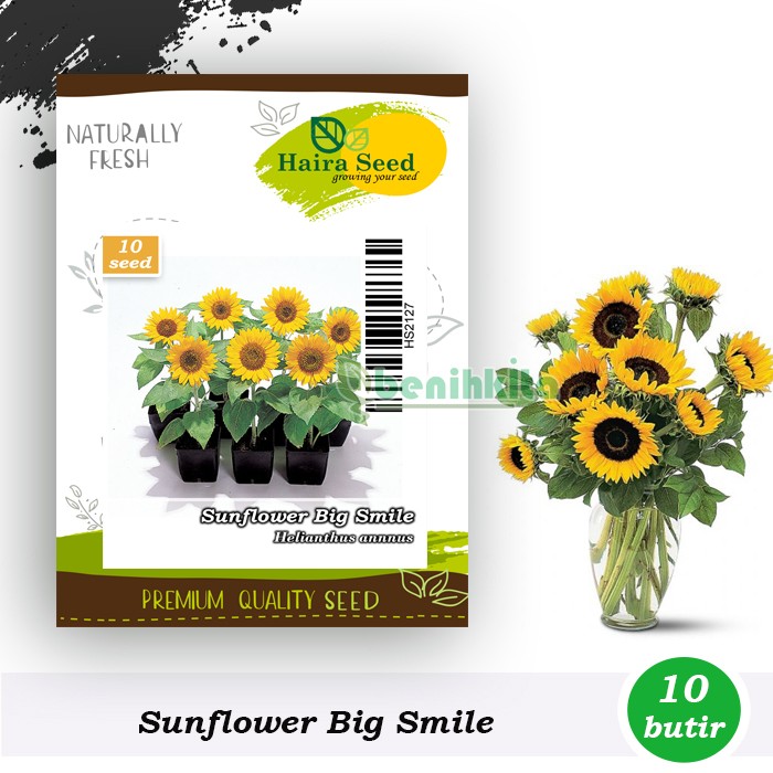 Benih-Bibit Bunga Matahari Big Smile (Haira Seed)