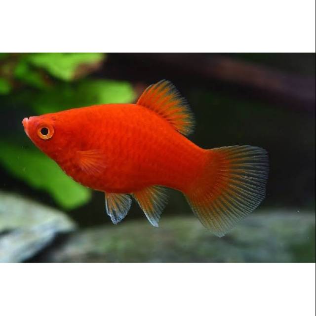 

Ikan Platy Merah