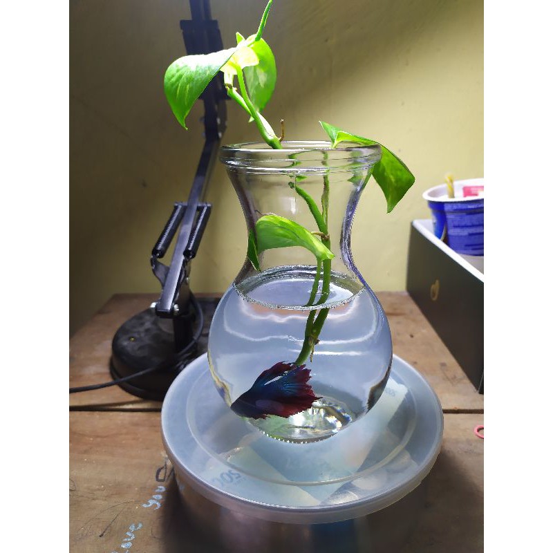 Botol ikan Cupang kaca 500 ml/ Vas Bunga Kaca DMJ-17 Gratis BoobleWrap