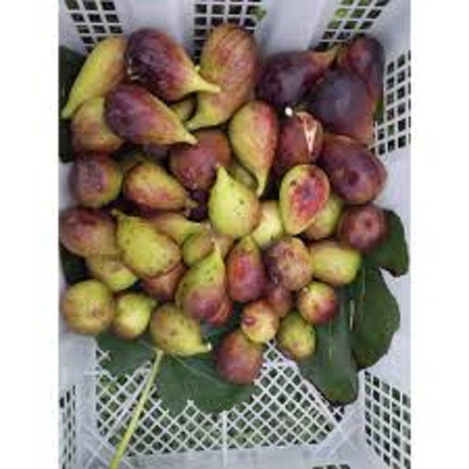 

BUAH TIN YORDANIA ORGANIK 1 KG