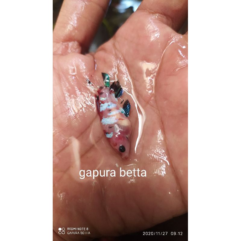 cupang betina koi galaxy multycolour kode 03