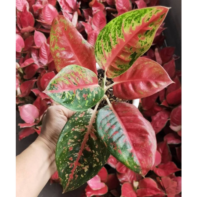 agkonema bibit anakan mahaseti