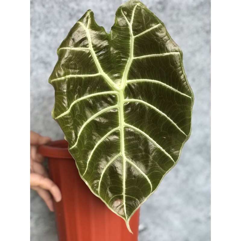 Alocasia Watsoniana Glossy