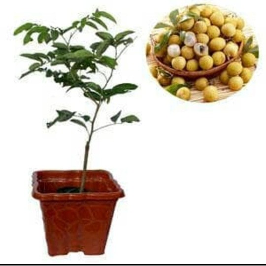 Paket 4 Bibit Buah Kelengkeng Pingpong Untuk Tabulampot
