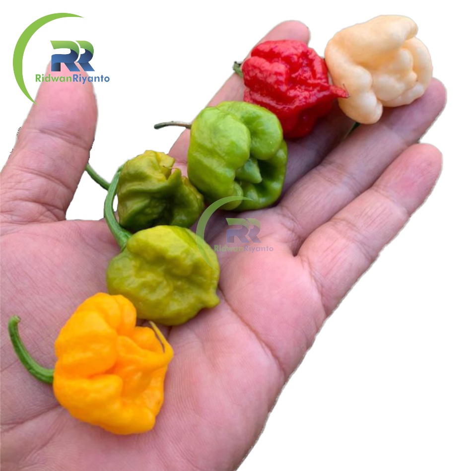 Paket 4c Biji Cabe Carolina Reaper Cabai Terpedas di Dunia Nomor 1 versi The Guinness World Record Benih Tanaman