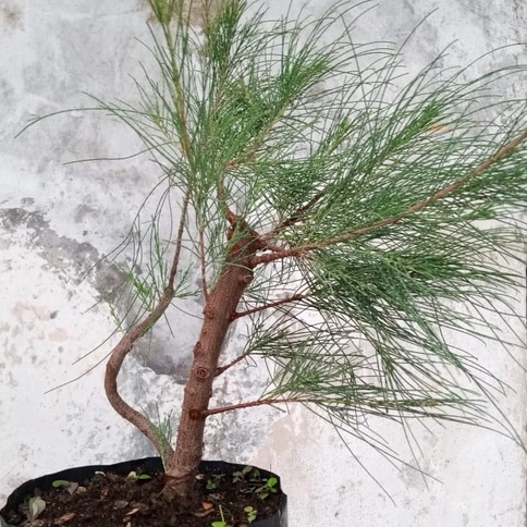 Bonsai Cemara Udang Bahan Cangkok Gaya Eksprsionis Murah