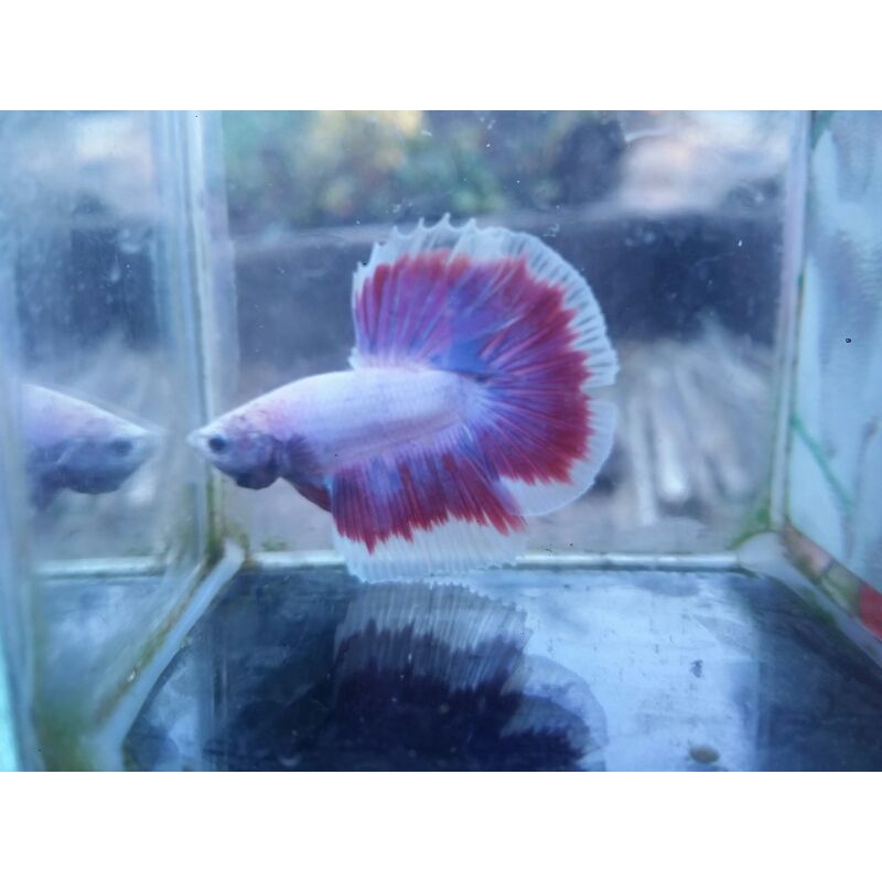 Ikan Cupang Halfmoon