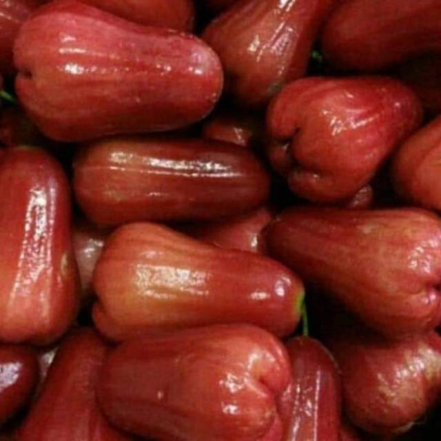 

JAMBU AIR CINCALO/kg