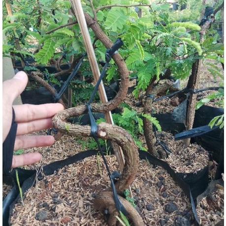 bibit asem jawa bahan bonsai program akar