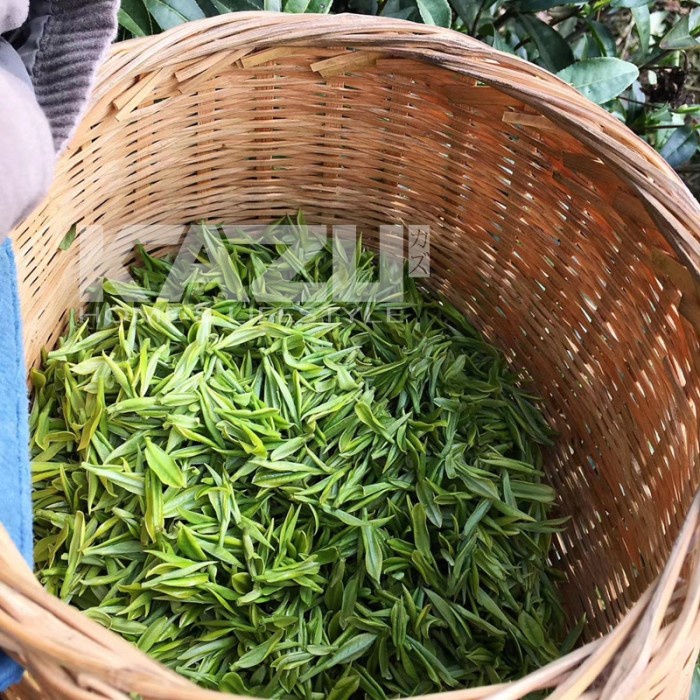 

Teh-Daun- Kazu T17 Chinese Tea Tieguanyin Oolong Pu Er Cha Teh Hijau Green Tea - Tb Tieguanyin