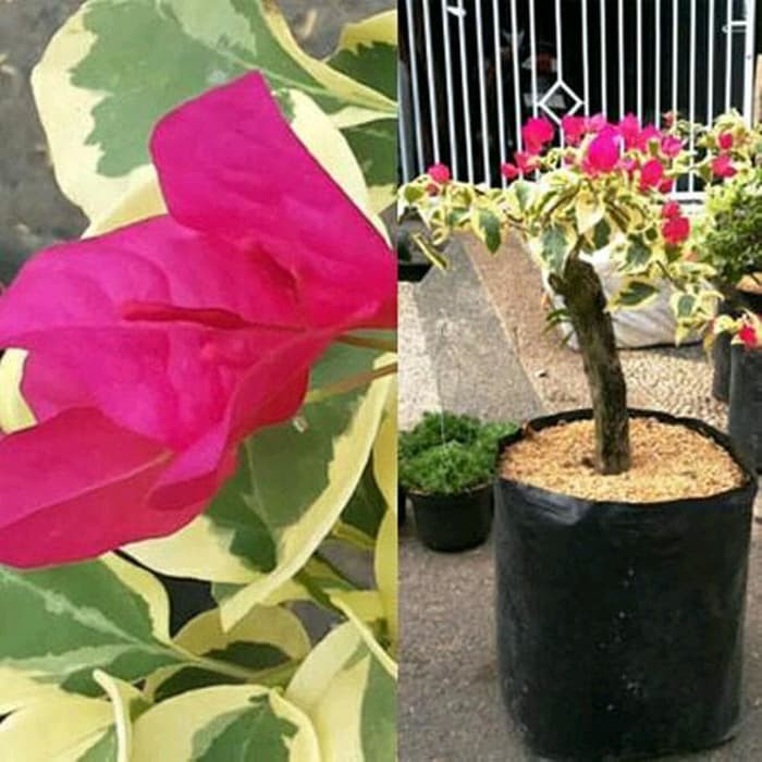 Tanaman Bougenville Variegata