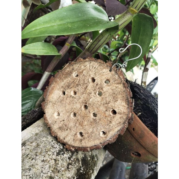 MEDIA TEMPEL ANGGREK KAYU PINUS