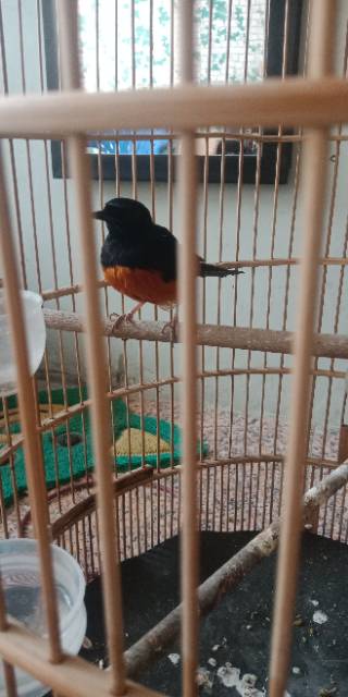 Jual Murai Nias Ekor Hitam Noktah tipis | Shopee Indonesia