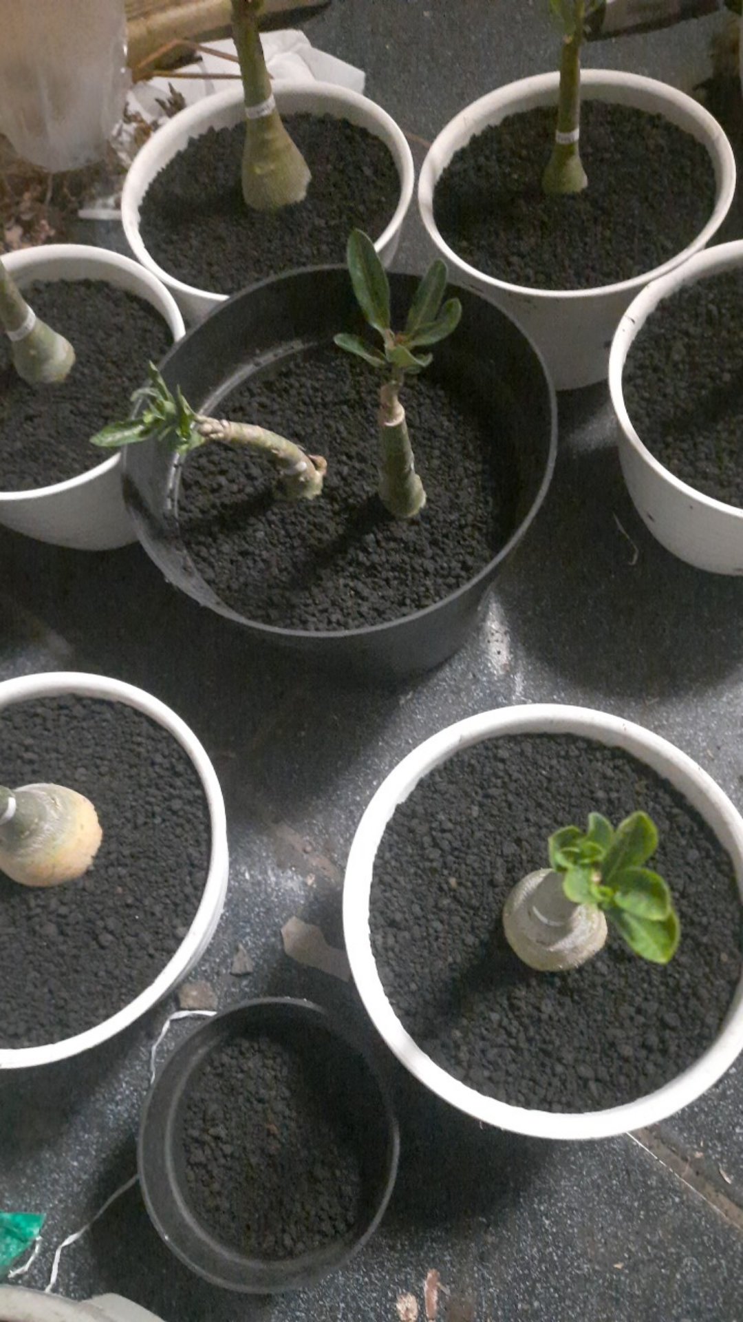 Adenium Grafting royan Empress