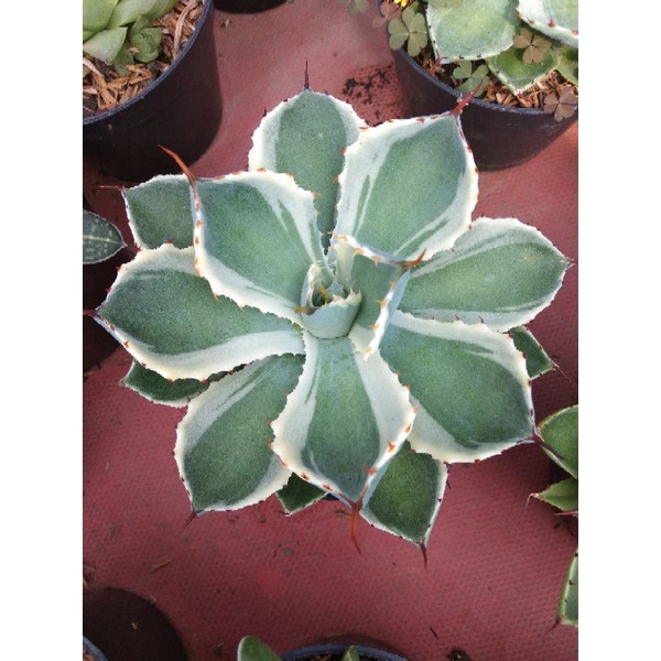 Agave Kishokan FREE pot
