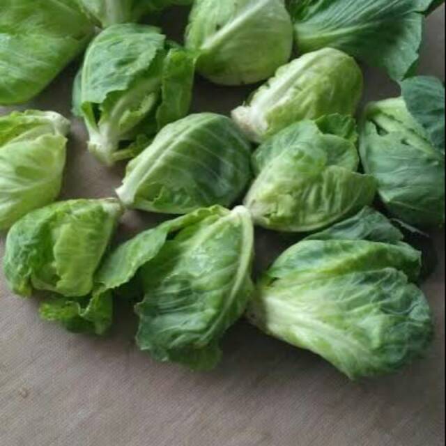 

Keciwis/baby kol/cemeo (per pack isi 200gr)