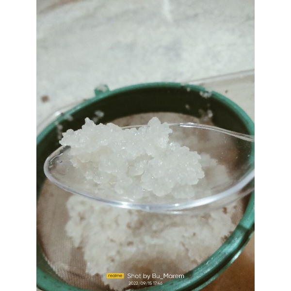 

25 50 100gr bibit kefir jepang algae & kismis pouch perawatan gula Organik obat asam lambung gerd probiotik Yakult grain