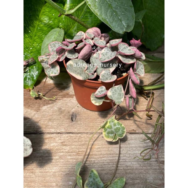 Sukulen String Of Heart Varigata Umbi Bagus Varigata Tebal