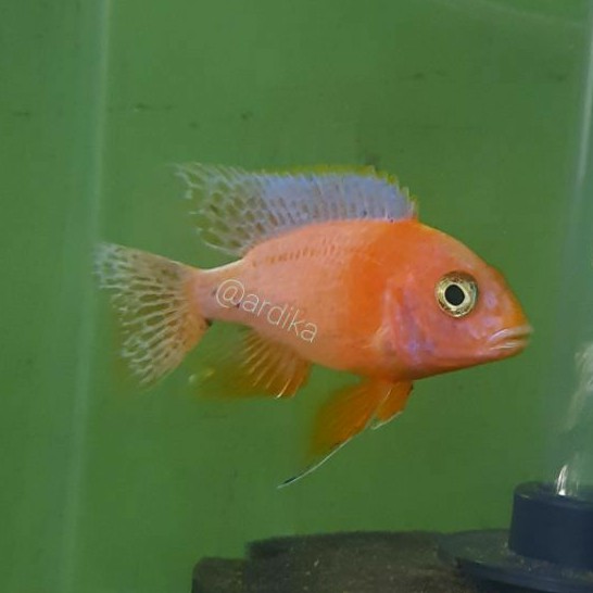 Dragon Blood Fire 3inc