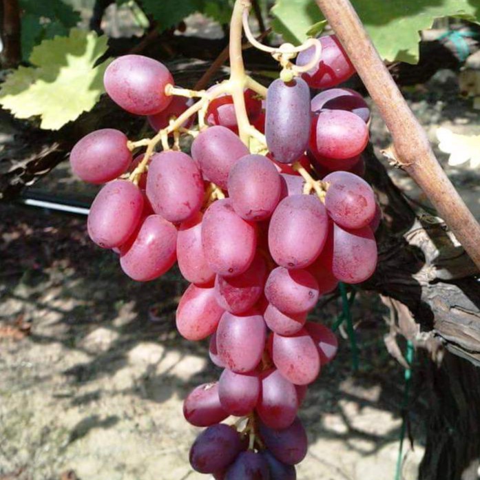 barokahtanisejahtera