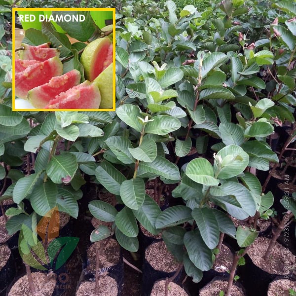 Bibit Jambu Biji Red Diamond Unggul