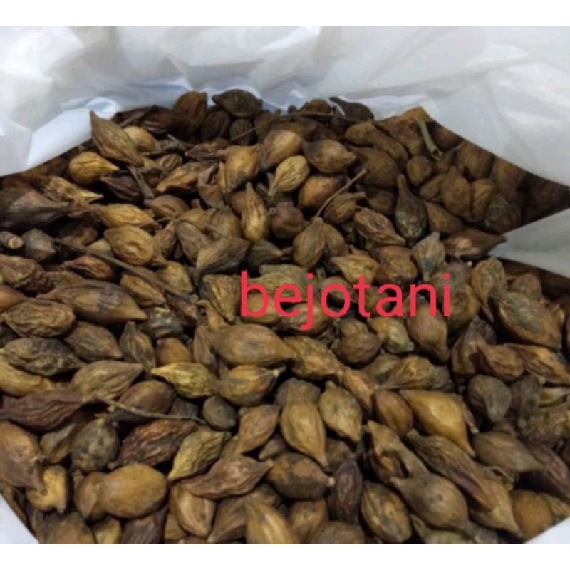 biji tanaman Ketapang kencana kemasan 100 gram