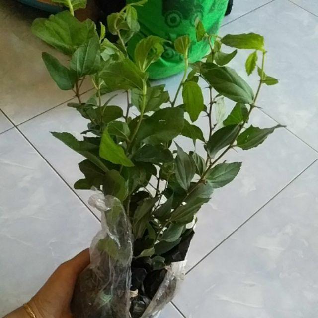 Bibit Bidara Arab/sidr 25-35cm