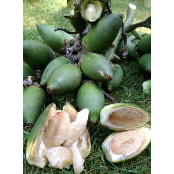 

pinang muda Rp.400