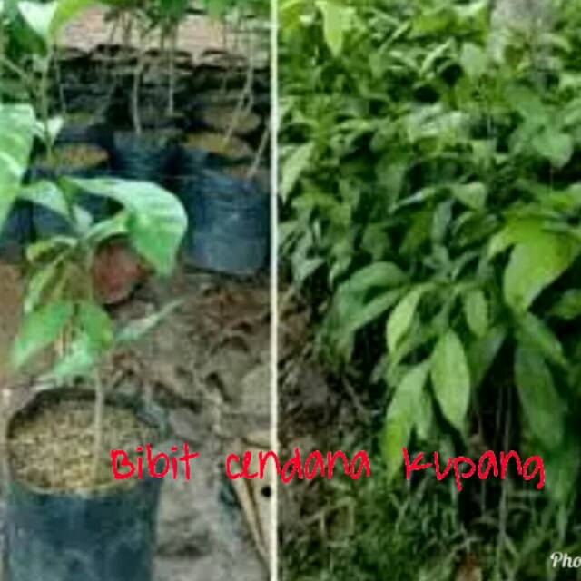 Bibit pohon cendana Kupang
