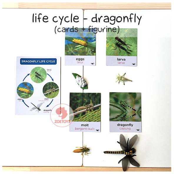 Zoetoys Paket Hemat Montess : Life Cycle Figures + Cards | Bee Butterfly Chicken Frog