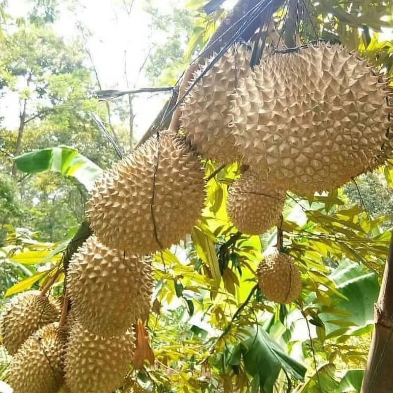 Bibit Durian Musangking Kaki 3 Hasil Okulasi