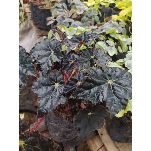 Begonia Black Velvet