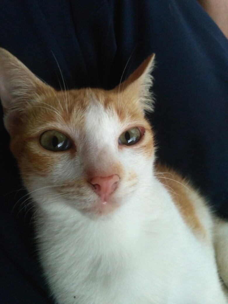 Kabel Ties Cable Ties Kabel Tis 2.5x100mm Atau 10cm Segel Makanan