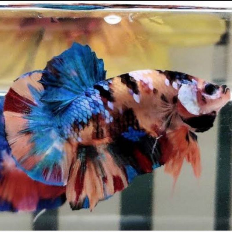 Ikan Cupang Multicolor