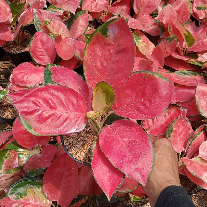 aglonema red cery size dewasa daun bulat