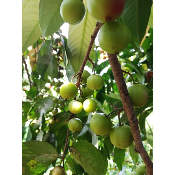 

buah luba lubi hijau