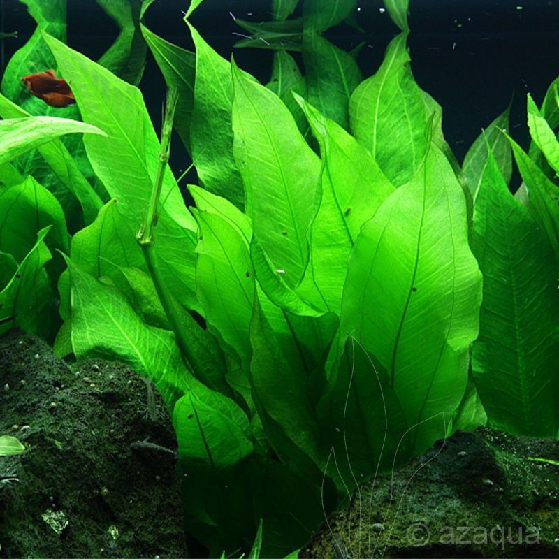 Echinodorus Amazon Sword ( Tanaman Aquascape Tanpa Co2 )